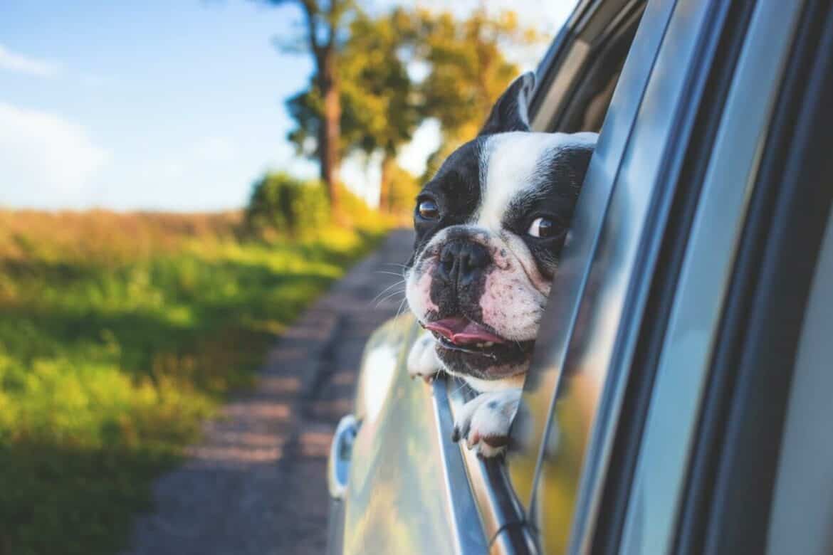 hond-op-reis-blogo hond-op-reis-blogo