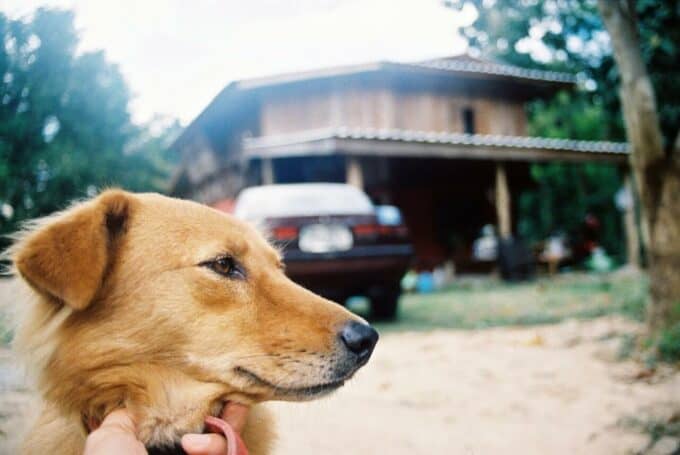 vakantie-met-hond-blogo