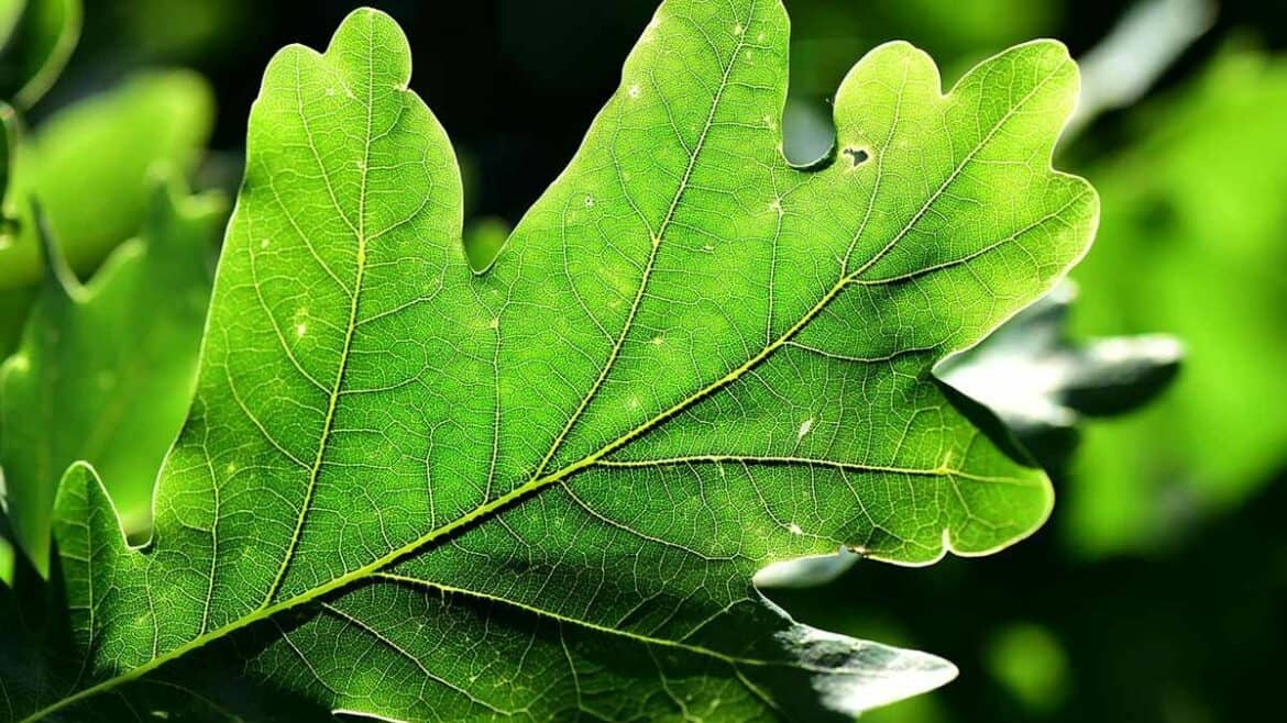 cropped-eikenprocessierups-blogo.jpg