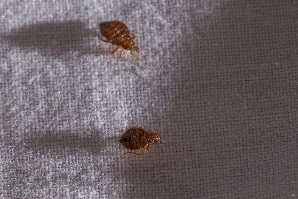 De beste tip om van bedwantsen af te komen Blogo.nl De beste tip om van bedwantsen af te komen Blogo.nl