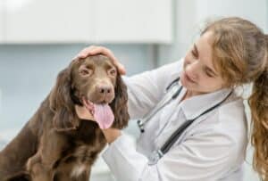 Bezoek aan de dierenarts